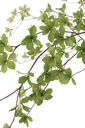 12523-2.webp
