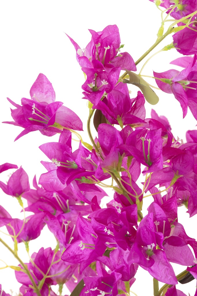 54360-2.webp