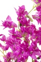 54360-2.webp