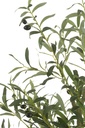 54365-2.webp