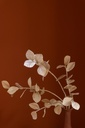 51653-A.webp