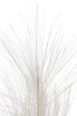 36963-2.webp