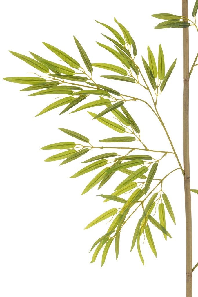 54369-2.webp