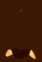 43798-3.webp