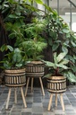 12521-C.webp