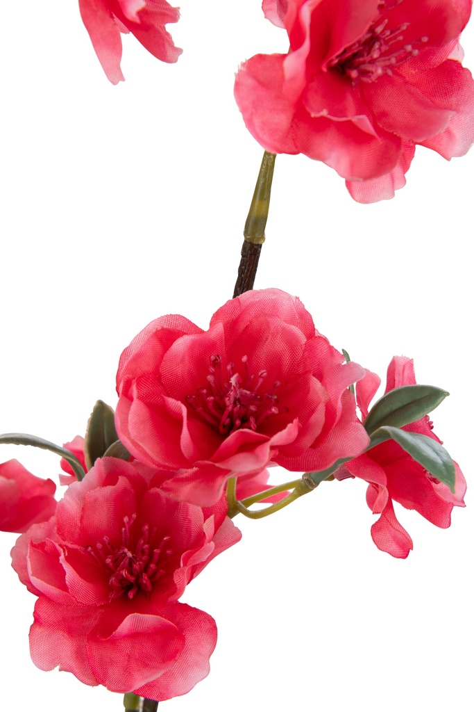 44009-2.webp