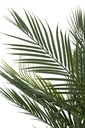 54711-2.webp