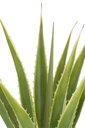 54361-2.webp