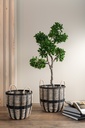 20401-A.webp
