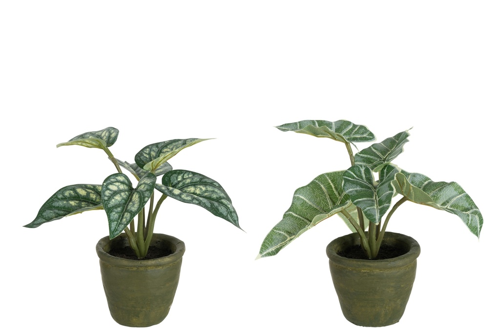 Anthurium/Taro géant en pot plastique