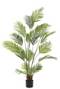 Palmier perlé en pot
