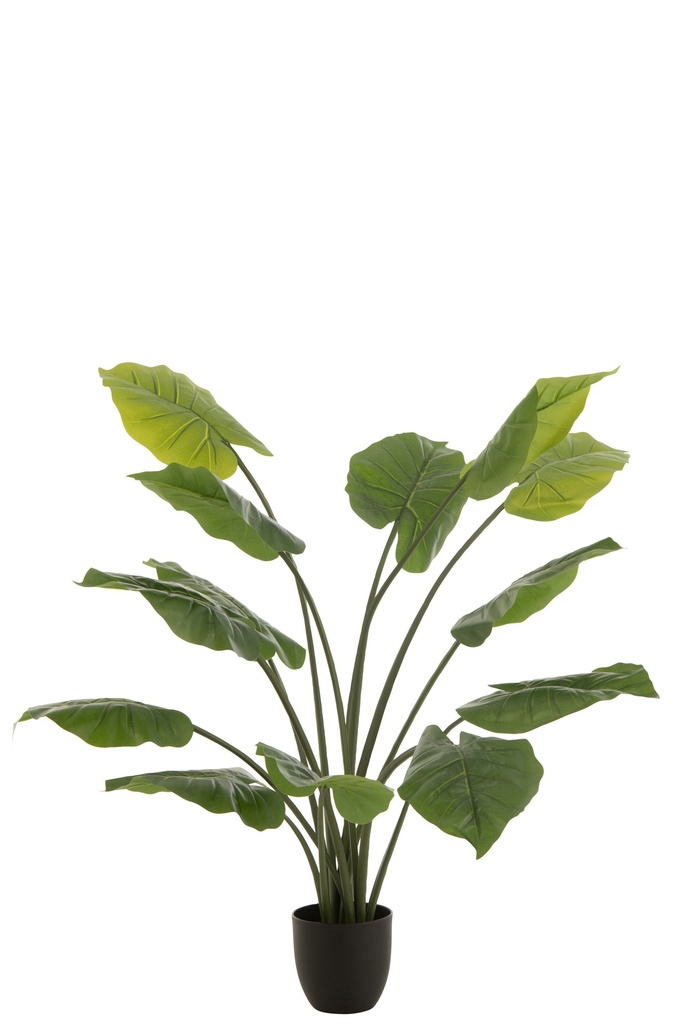 Taro Wild In Pot Plastic