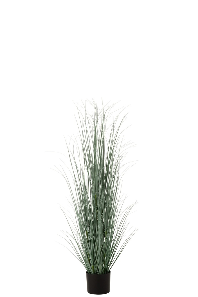 Graminées en pot plastique bleu/vert