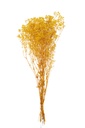 Bouquet de gypsophile séchée jaune