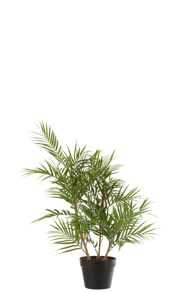 Chamaedorea en pot plastique vert/noir
