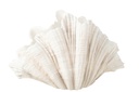 Deco Vase Clam Shell Polyresin