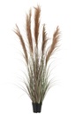 Herbe de la pampa 5 têtes