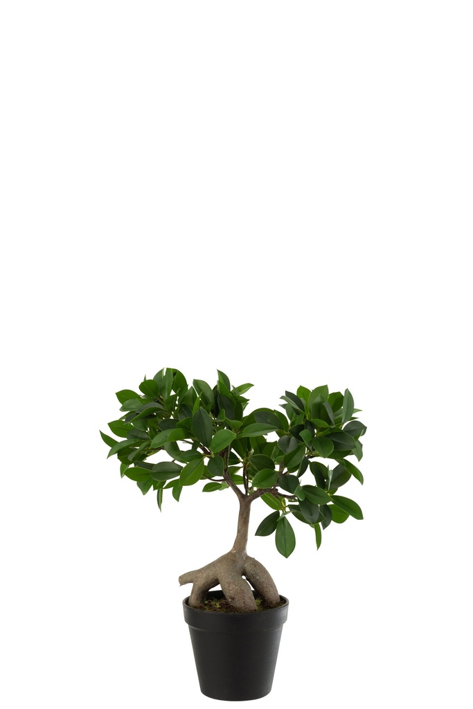 Ficus ginseng en pot