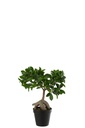 Ficus ginseng en pot