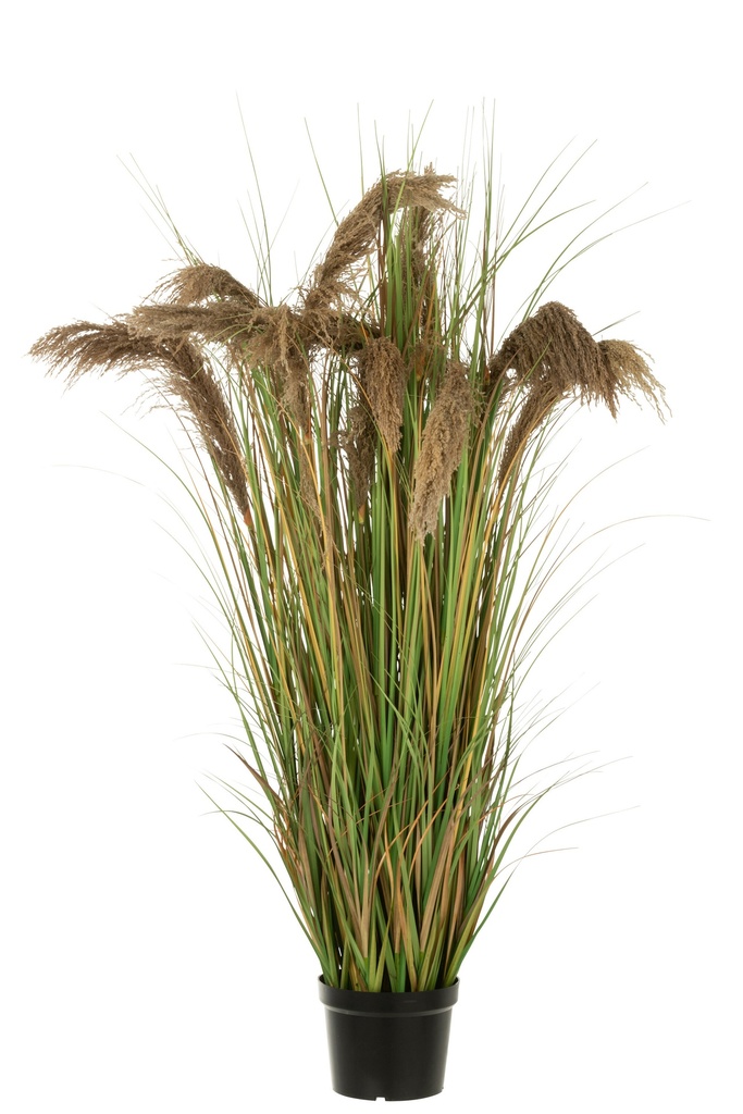 Herbe de la pampa 13 têtes
