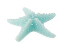 Bougie Étoile de Mer Cire Azur