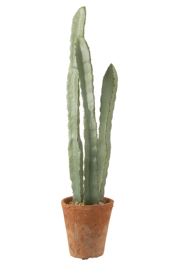 Cactus 3 parties en pot