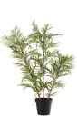 Chamaedorea en pot plastique vert/noir