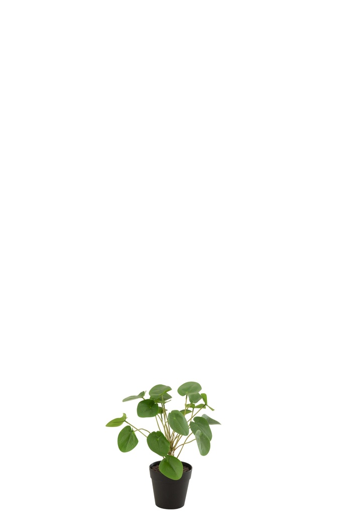 Piilea Peperomioides en pot plastique