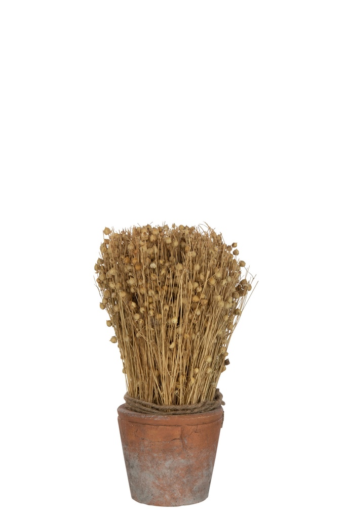 Dried Flax In Terracotta Pot