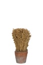 Dried Flax In Terracotta Pot