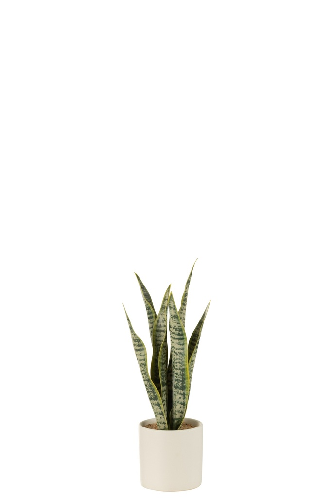 Plant Sansevieria In Pot PVC