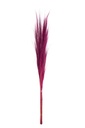 Bundle Of 15 Colored Grass