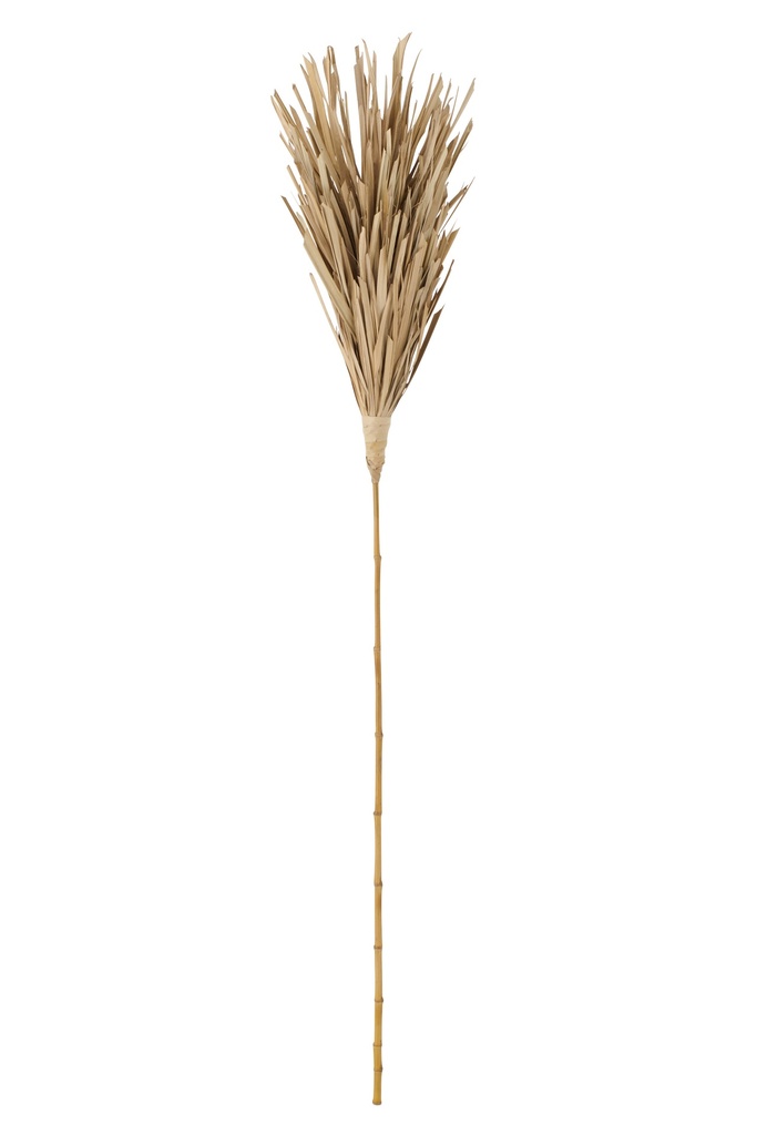 Branch Dried Leaves Leaf Natural