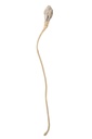 Decorative Branch Artichoke Coconut White