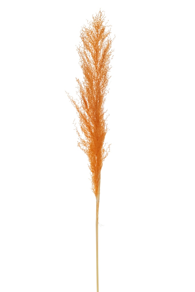 [22469] Plume de branche Rouille d'herbe de la pampa