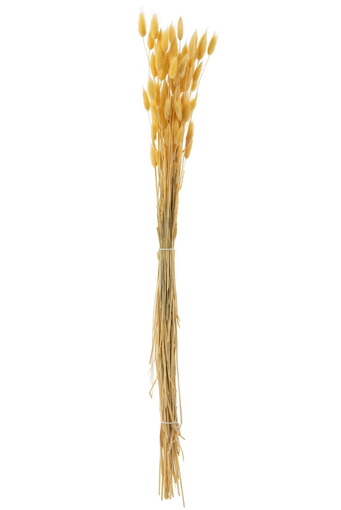[33210] Bundle Bunnytail Dried Light Yellow