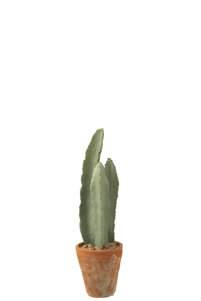 Cactus 3 parties en pot