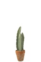 Cactus 3 parties en pot