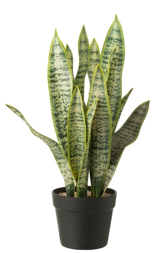 Dracaena Trifasciata en pot artificiel